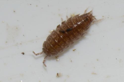 Trichoniscus pusillus