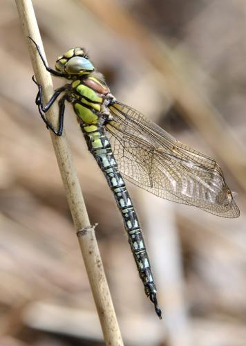 Réf. 117 230 : Brachytron pratense