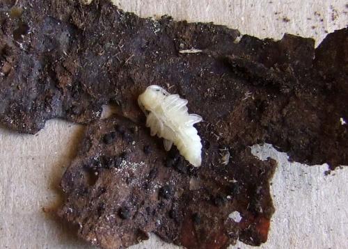 Réf. 117 244 : Oplosia cinerea