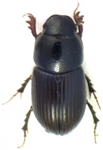 Réf. 117 123 : Esymus pusillus