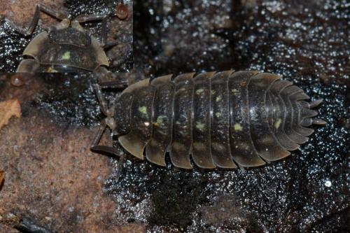 Oniscus asellus