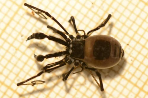 Réf. 117 415 : Ischyropsalis luteipes