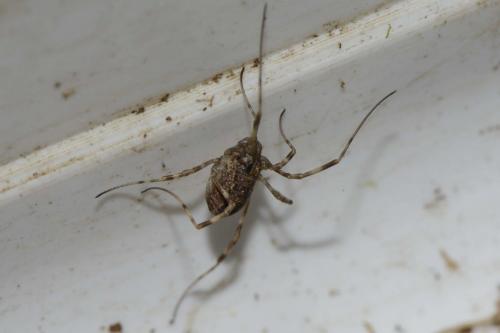 Rilaena triangularis