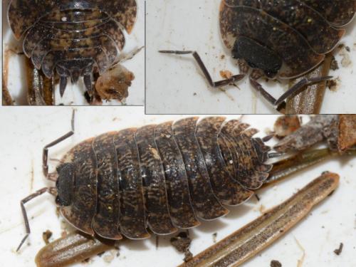 Porcellio montanus