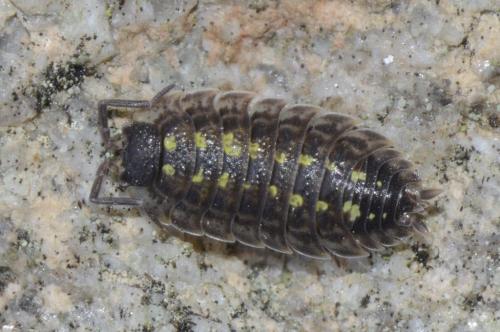 Porcellio spinicornis