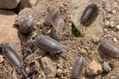 Porcellio montanus