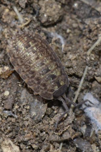 Porcellio monticola