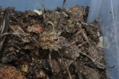 Rilaena triangularis