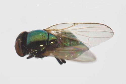 Réf. 117 623 : Lamprolonchaea smaragdi