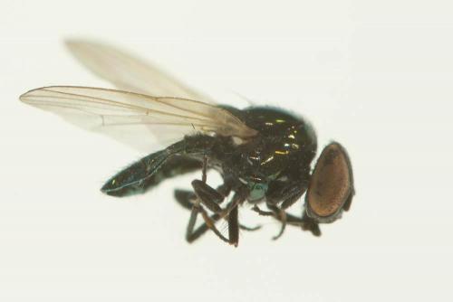 Réf. 117 624 : Lamprolonchaea smaragdi