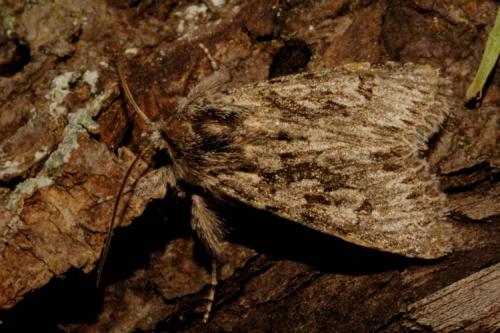 Xylocampa areola