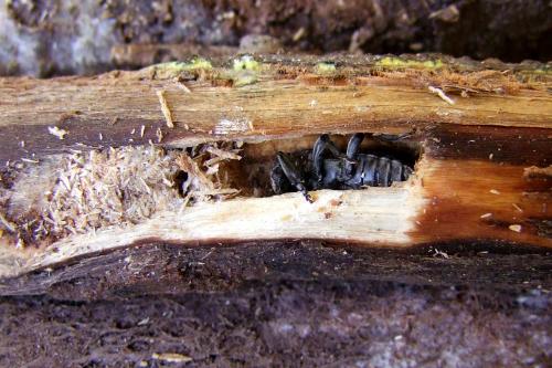 Oplosia cinerea