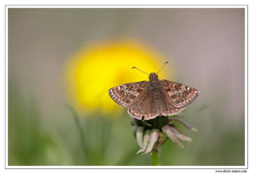 Erynnis tages