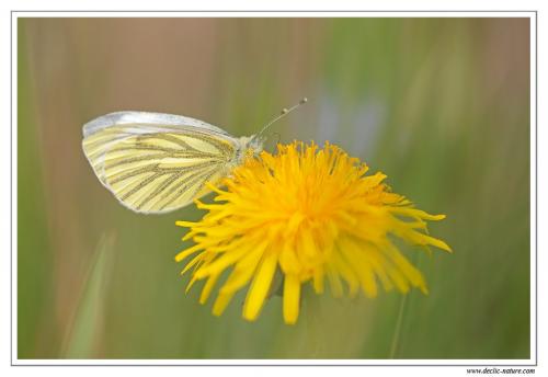 Réf. 117 673 : Pieris napi
