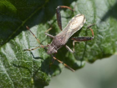 Camptopus lateralis