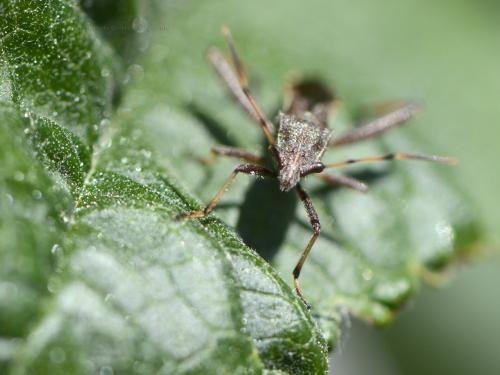 Camptopus lateralis