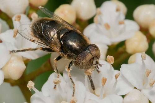 Réf. 117 696 : Eristalinus aeneus