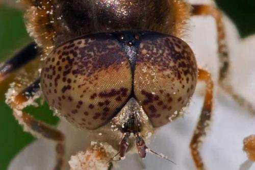 Réf. 117 538 : Eristalinus aeneus