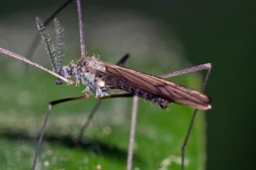 Réf. 117 462 : Ormosia lineata