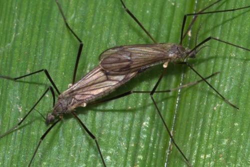 Réf. 117 461 : Ormosia lineata