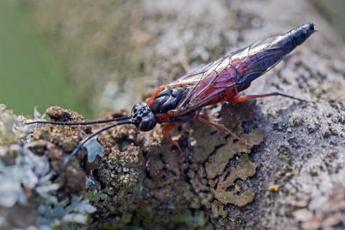 Réf. 117 115 : Nematus lucidus