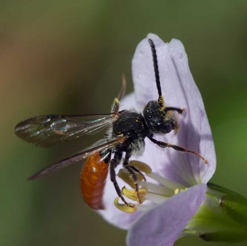 Nomada fabriciana