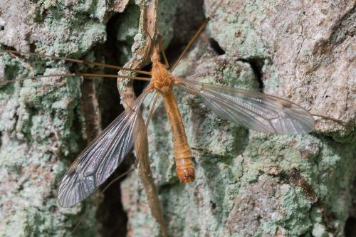 Réf. 117 438 : Tipula lunata