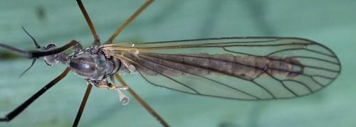 Tricyphona immaculata