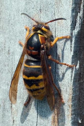 Dolichovespula media