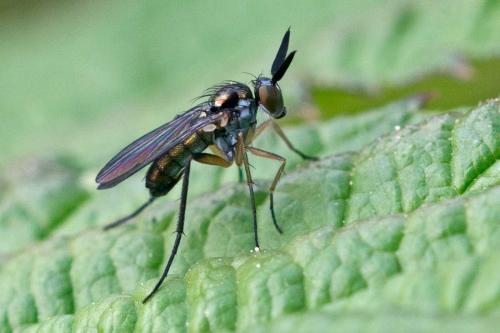 Rhaphium sp.