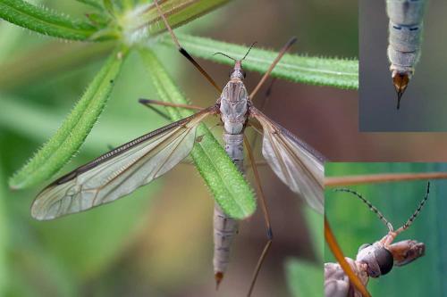 Réf. 117 635 : Tipula oleracea