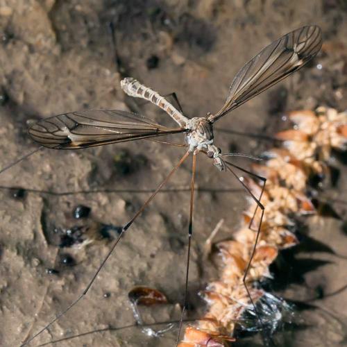 Tipula sp.