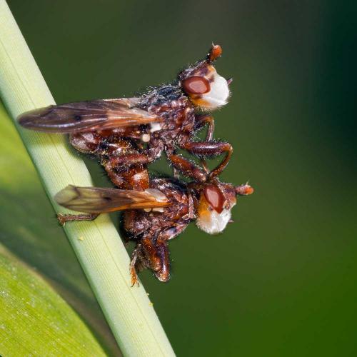 Myopa tessellatipennis