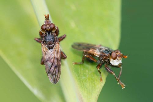 Myopa tessellatipennis