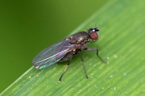 Réf. 117 928 : Hydrellia sp.