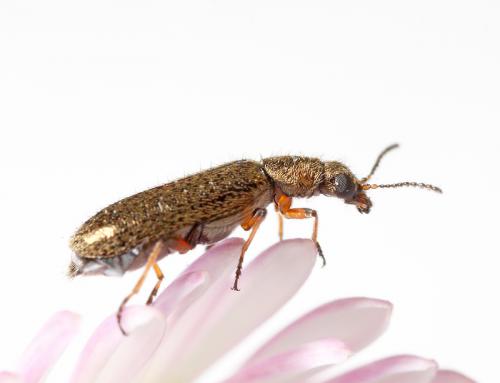 Dasytes sp.