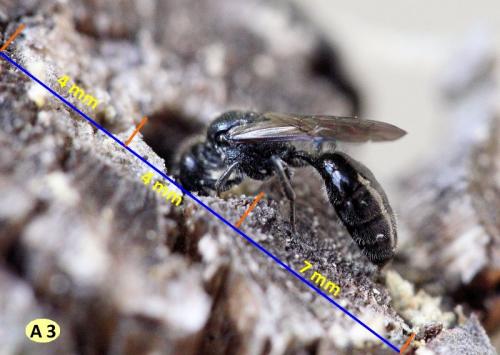 Pemphredon sp.