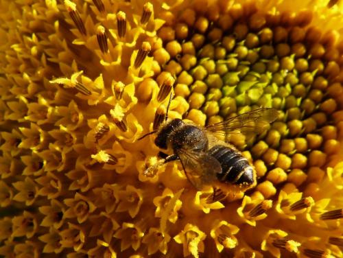 Megachile sp.