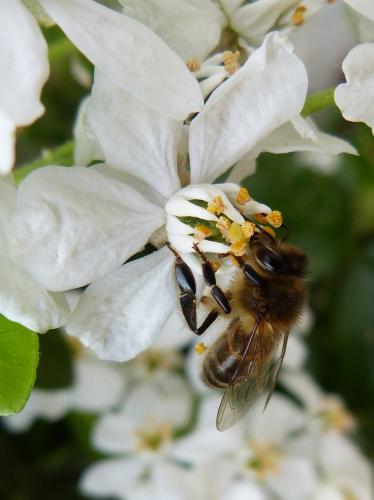 Apis mellifera