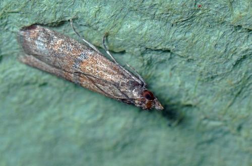 Réf. 117 210 : Plodia interpunctella