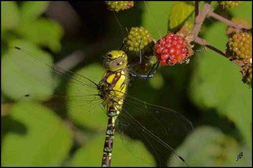 Aeshna cyanea