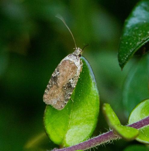 Réf. 117 450 : Agonopterix purpurea