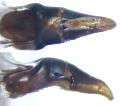 Agrilinus constans