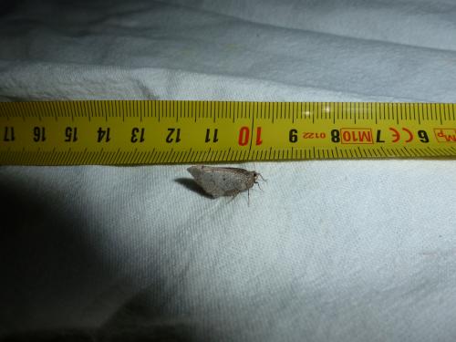 Aleucis distinctata