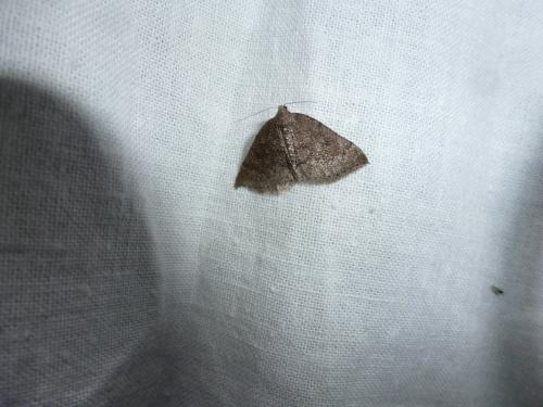 Aleucis distinctata