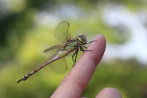 Réf. 117 719 : Anax ephippiger