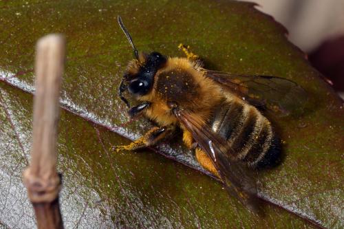 Réf. 117 369 : Andrena nigroaenea