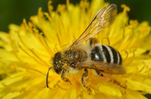 Andrena gravida