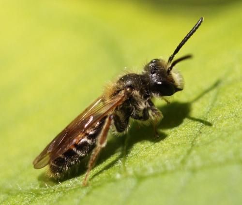 Réf. 117 963 : Andrena chrysosceles