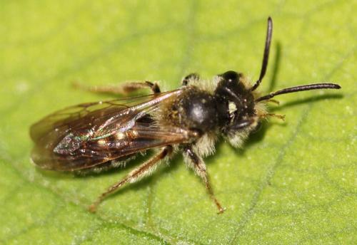 Réf. 117 964 : Andrena chrysosceles